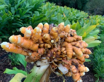 1/4 lb Fresh Turmeric Root/Rhizome - Grown Sustainably on Our Small Family Farm