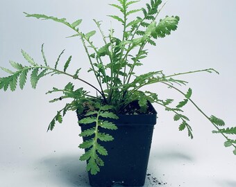 Tansy - Live Herb Plant - Tanacetum vulgare - Grown in Organic Potting Soil