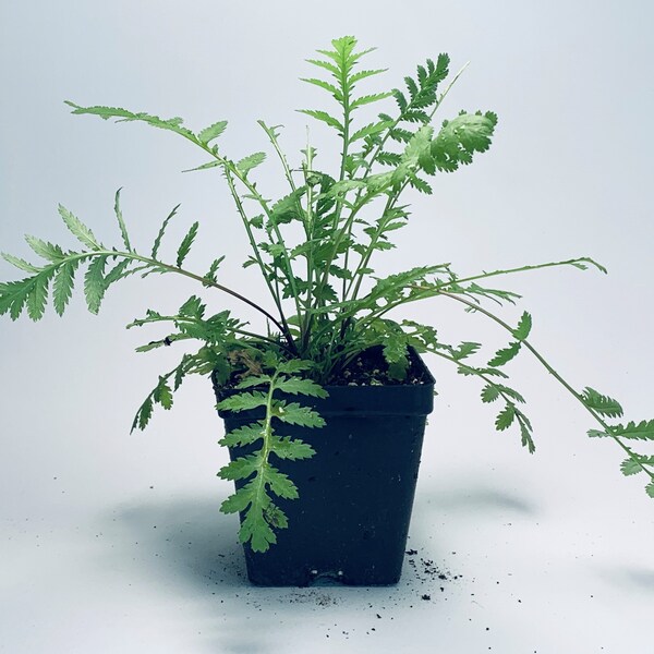 Tansy - Live Herb Plant - Tanacetum vulgare - Grown in Organic Potting Soil