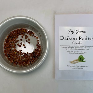 Daikon Radish - 100+ SEEDS - White Winter Radish