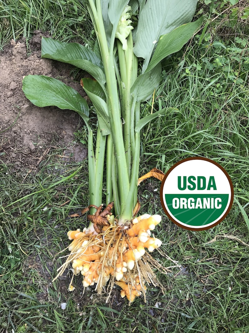 1/4 lb Fresh Organic Turmeric Root/Rhizome Grown in Etsy