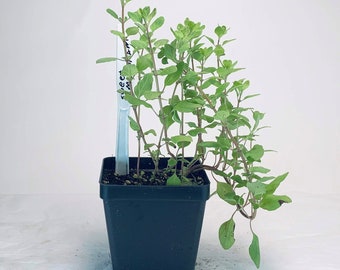 Sweet Marjoram - Live Herb Plant - Origanum majorana - Grown in Organic Potting Soil