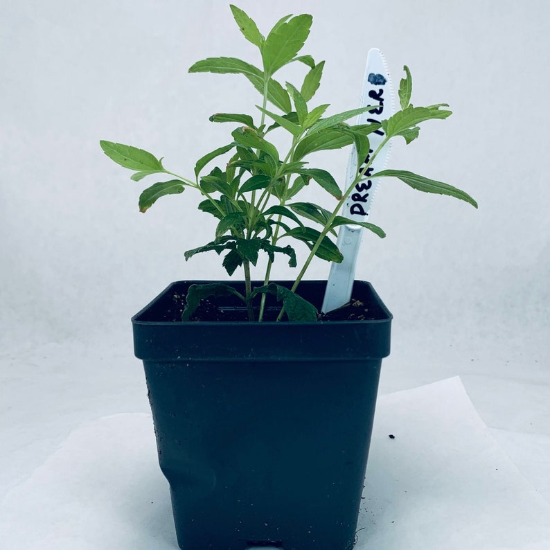 Mexican Dream Herb Plant Calea ternifolia Calea zacatechichi Grown in Organic Potting Soil image 1