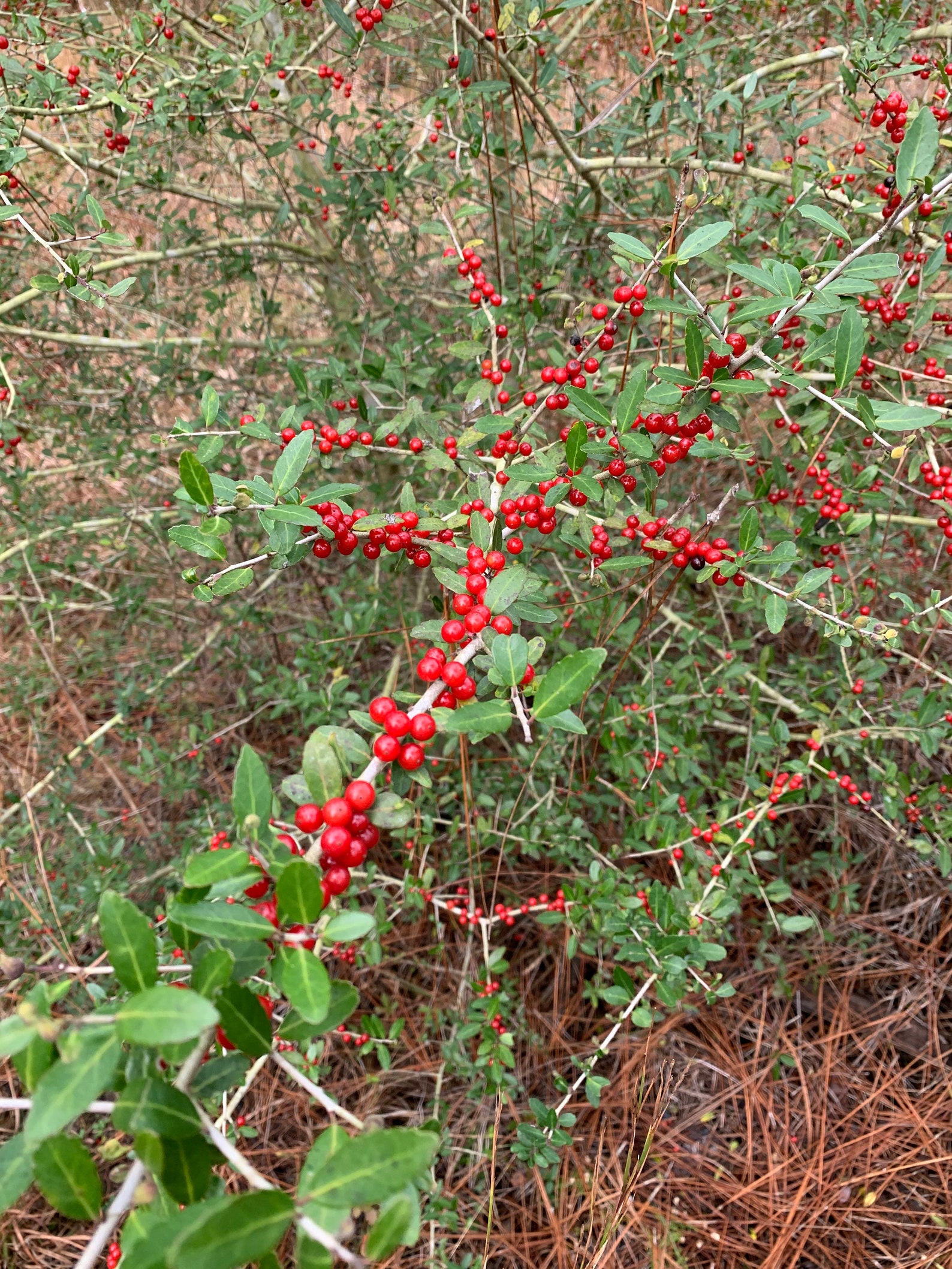 Yaupon Holly Herbal Tea Dried Herb Naturally Caffeinated Green Tea
