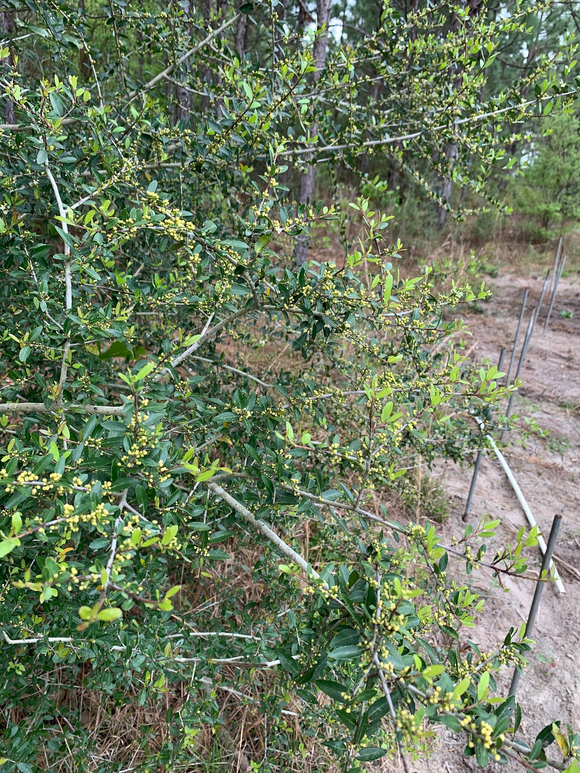 Yaupon Holly Herbal Tea Dried Herb Naturally Caffeinated Etsy UK