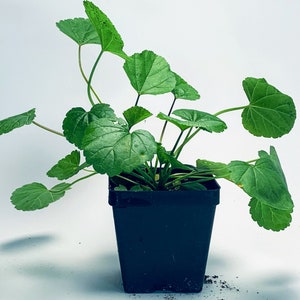 Marshmallow - Live Herb Plant - Althaea officinalis - Grown in Organic Potting Soil on Our Small Family Farm