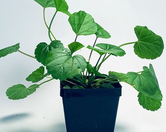 Marshmallow - Live Herb Plant - Althaea officinalis - Grown in Organic Potting Soil on Our Small Family Farm