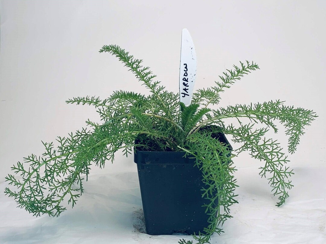 Yarrow Live Herb Plant Achillea Millefolium Grown in Organic Potting