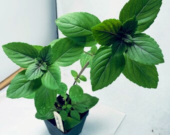 African Blue Basil - Live Herb Plant - Grown in Organic Potting Soil on Our Small Family Farm in Mississippi