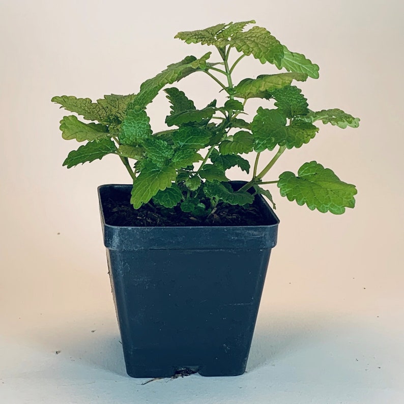 Lemon Balm Live Herb Plant Melissa Officinalis Grown in Etsy