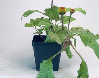 Spilanthes - Live Herb Plant - Acmella oleracea - Toothache Plant - Grown in Organic Potting Soil on Our Small Family Farm in Mississippi