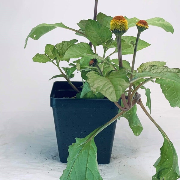 Spilanthes - Live Herb Plant - Acmella oleracea - Toothache Plant - Grown in Organic Potting Soil on Our Small Family Farm in Mississippi