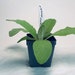 see more listings in the Live Plants section