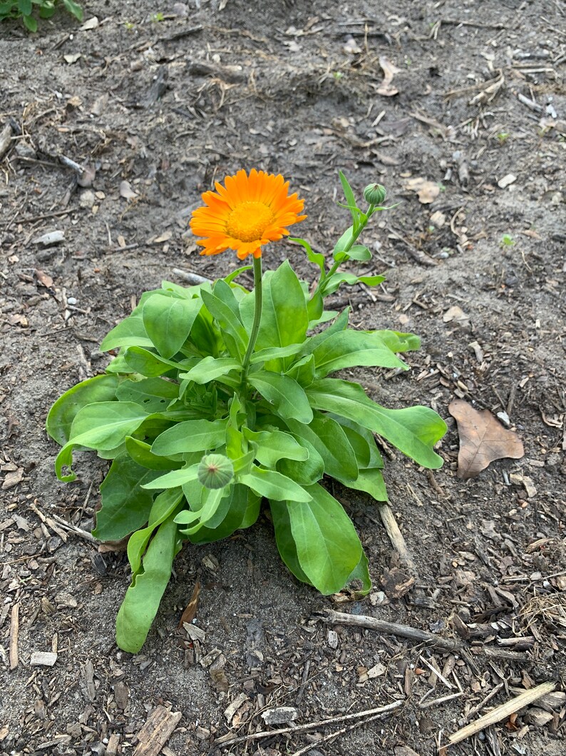 Calendula Tincture 2 Fl Oz Made From Fresh Calendula Etsy