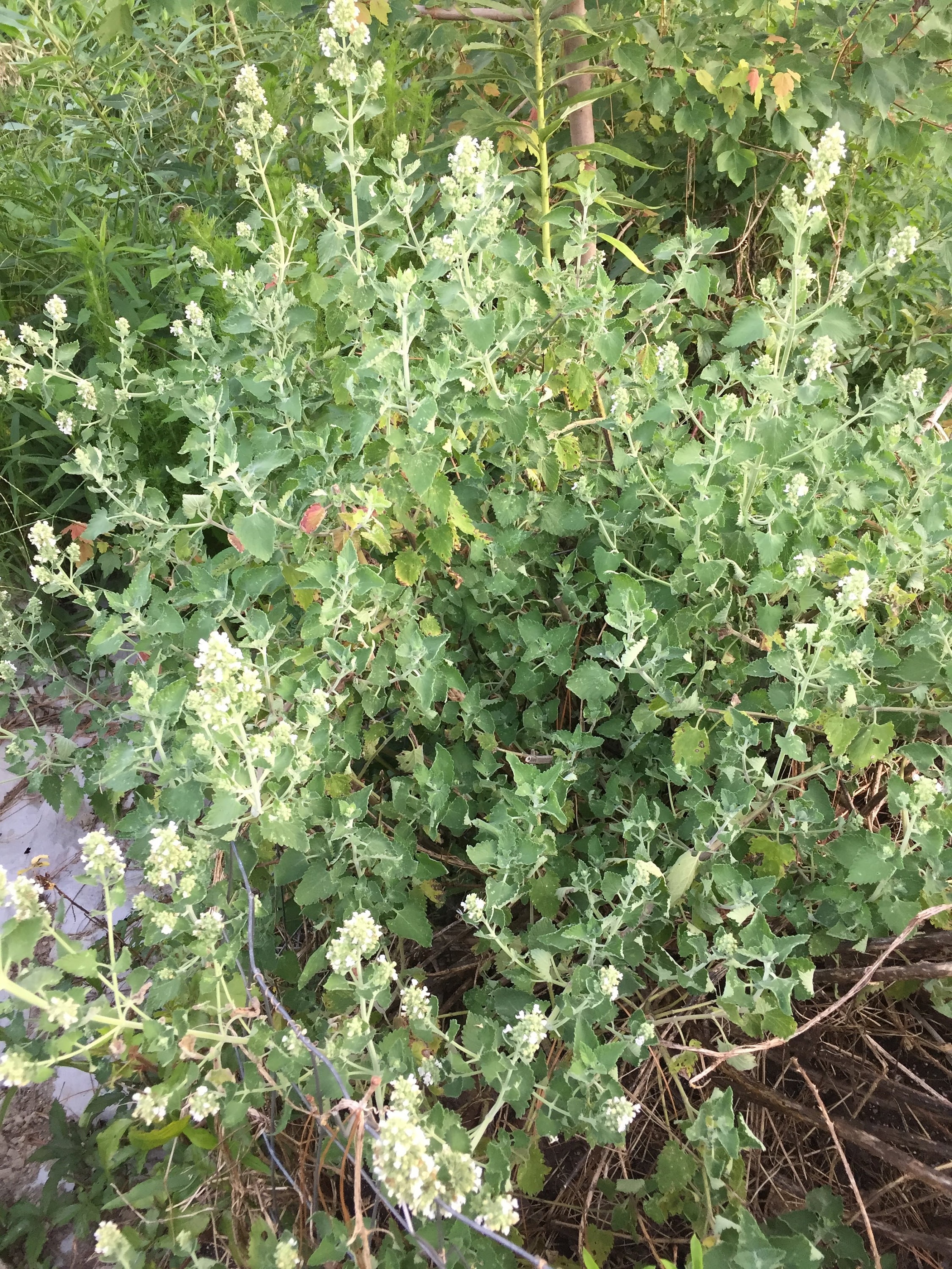 Catnip Herbal Tea Dried Herb Grown Sustainably on Our Etsy