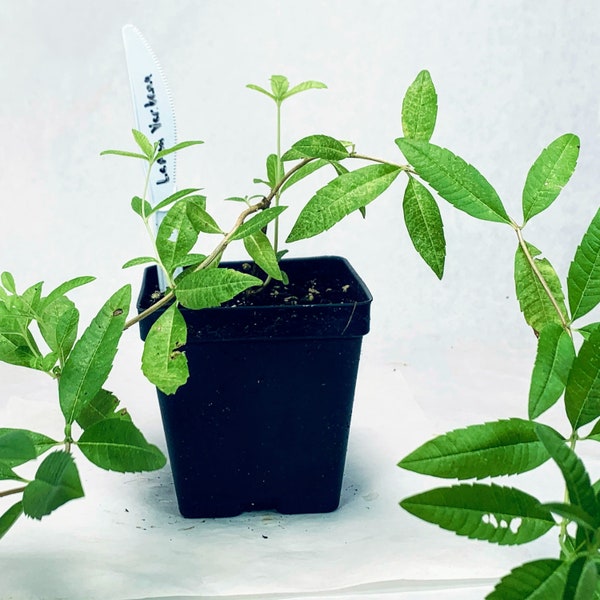 Lemon Verbena - Live Herb Plant - Aloysia citrodora - Lemon Beebrush - Grown in Organic Potting Soil on Our Small Family Farm