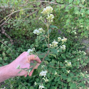 Mexican Dream Herb Plant Calea ternifolia Calea zacatechichi Grown in Organic Potting Soil image 2