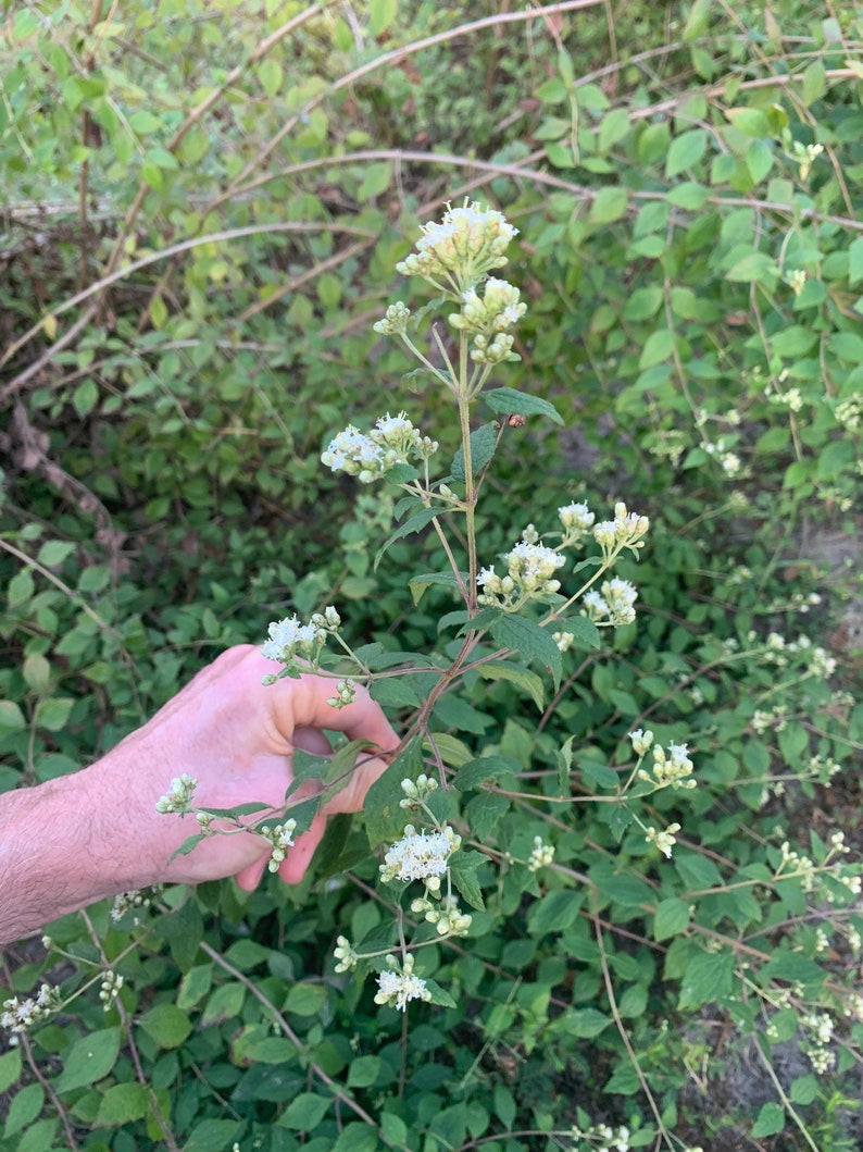 Mexican Dream Herb Plant Calea ternifolia Calea zacatechichi Grown in Organic Potting Soil image 2