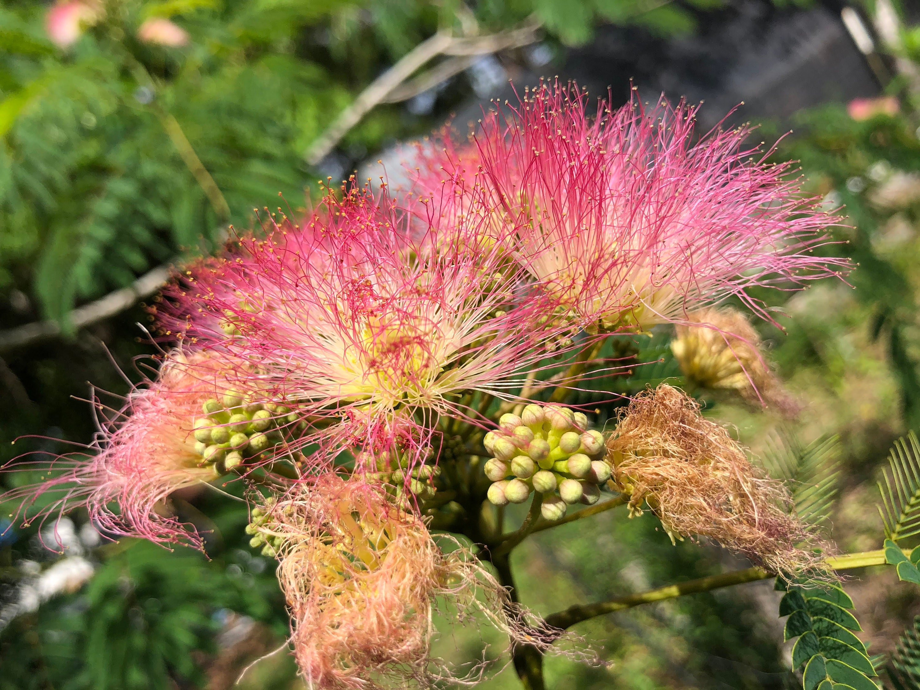 Mimosa Tincture: The Side Effects That Might Surprise You - di55ia3