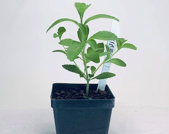 Stevia - Live Herb Plant - Stevia rebaudiana - Grown in Organic Potting Soil on Our Small Family Farm in Mississippi