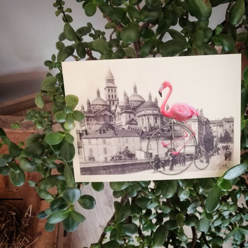 photomontage. Postcard A6 curiosities in P\u00e9rigord pink Flamingo in vintage bicycle in front of the Cathedral Saint front in P\u00e9rigueux