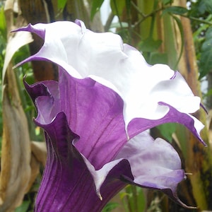 May include: A large, trumpet-shaped flower with white and purple petals. The flower is growing in a garden setting.