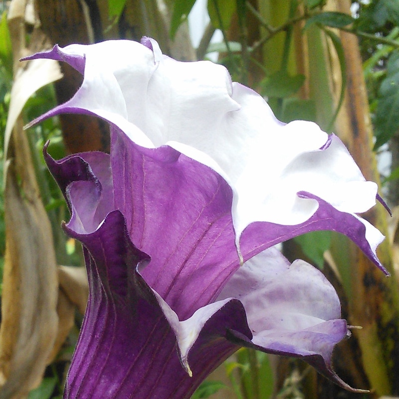 Double M Amusements - Etsy Australia