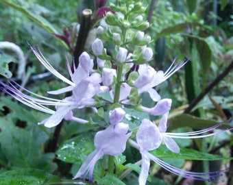 Orthosiphon aristatus Seeds - Mauve Flower Cats Whiskers : Medicinal Herb - Native Australian