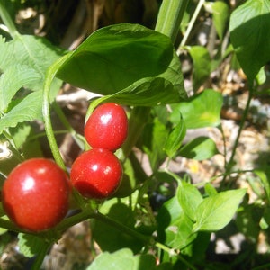 Tepin Wild Chili Peppers : Bio Samen - Mexican Hot Chili | Permakultur mehrjährige essbare Zierpflanze