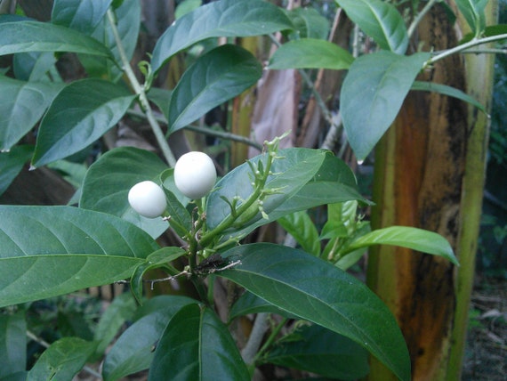 Buy Cestrum Nocturnum Fresh Organic Seed Night Scented Jessamine