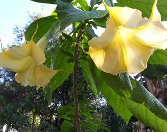 Brugmansia 'Golden Lion' 2x CUTTINGS - Angels Trumpet - Datura Shaman Huge Highly Perfumed Flowers