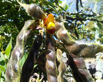 Pigeon Pea Organic Seed - Cajanus : Dal Lentil Permaculture Perennial Food | Attract Bees