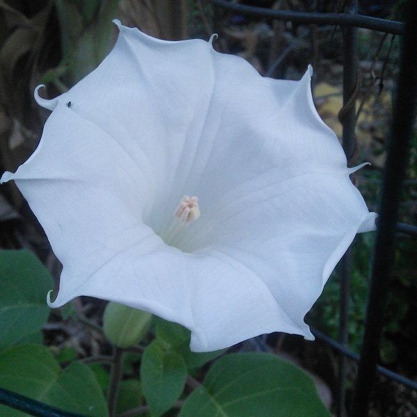 Datura innoxia Organic BULK 100x Seed - Toloache White Moonflower Devils Angels Trumpet - Fragrant Perfume : Shaman Medicinal