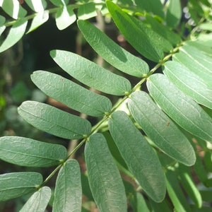 Acacia victoriae seed : Edible high protein Wattle Australian Bush Tucker - Permaculture Self Sufficiency