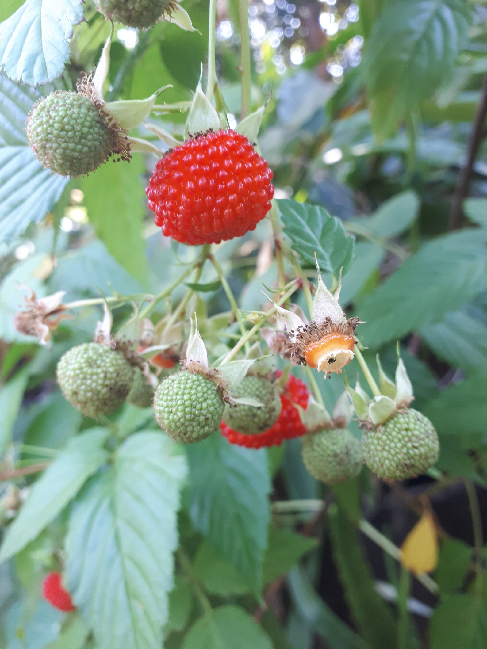 Atherton Raspberry Rubus Probus Seed : Australian Native Bush Tucker ...