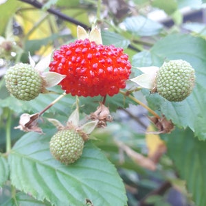 May include: A close-up of a red raspberry with a textured surface, surrounded by three green berries and green leaves. The red berry is the focal point, with a vibrant colour and detailed texture. The berries are on a branch.