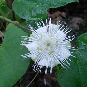 May include: A white passionflower with delicate, fringed petals and a yellow centre. The flower is surrounded by green leaves.