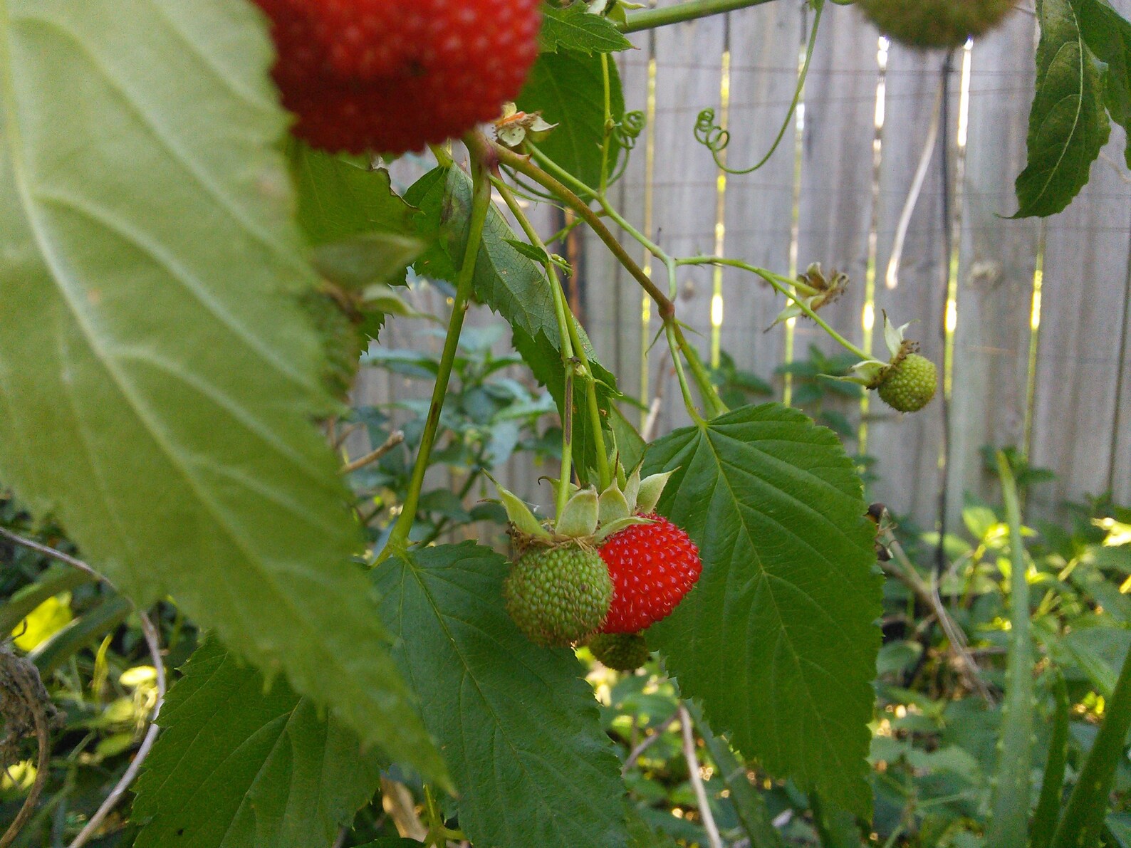 Atherton Raspberry Rubus Probus Seed : Australian Native Bush Tucker ...