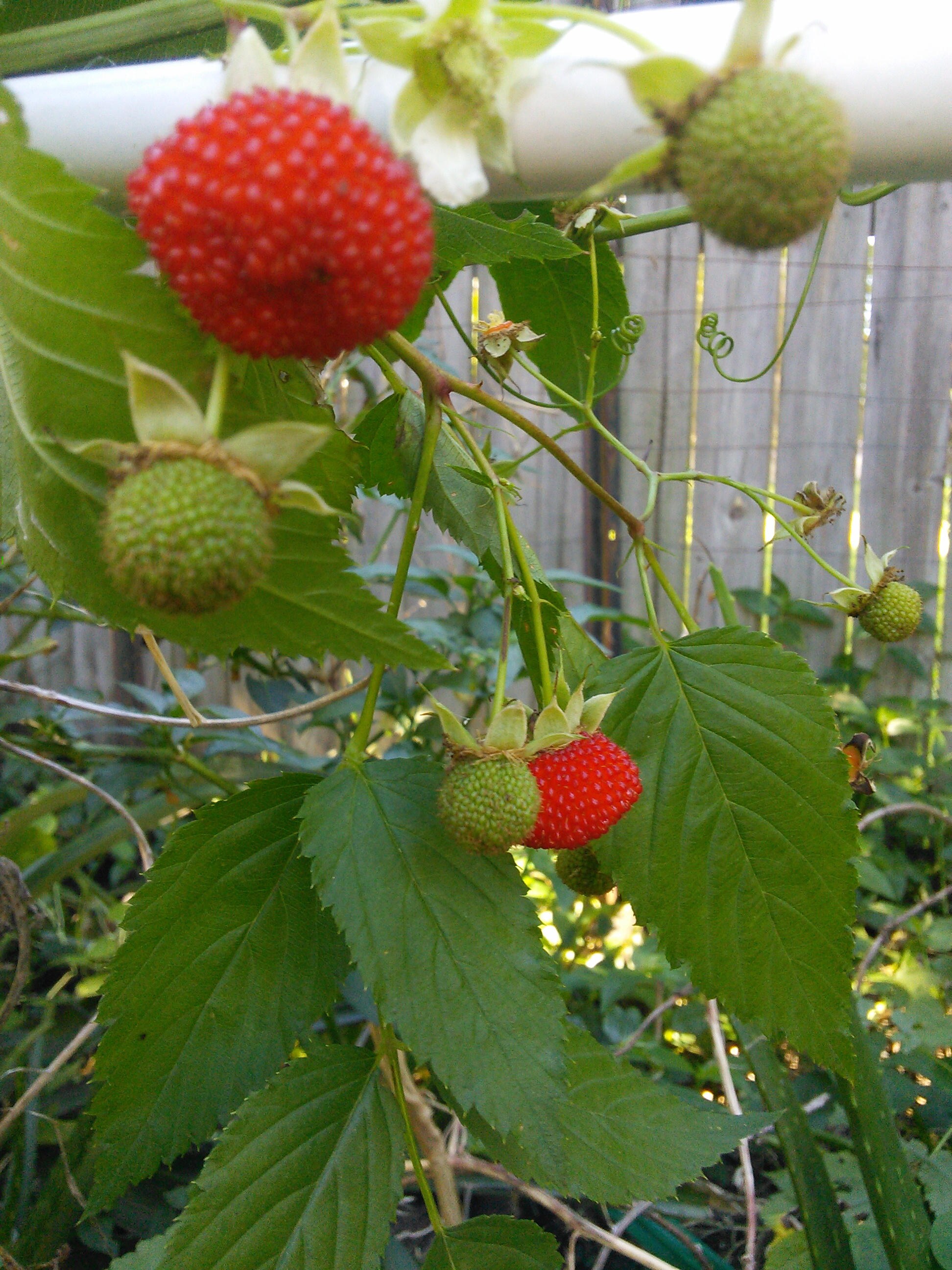 Atherton Raspberry Rubus Probus Seed : Australian Native Bush Tucker ...