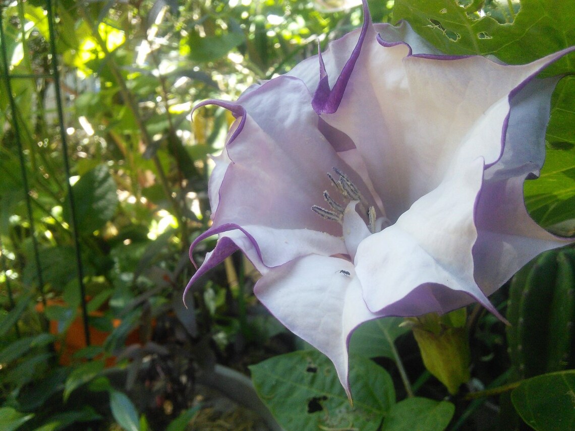 La Datura, Dature, Diavolo Che Il ` S Suona La Tromba, ` S Di Angelo Suona La Tromba Immagine - Foto 9