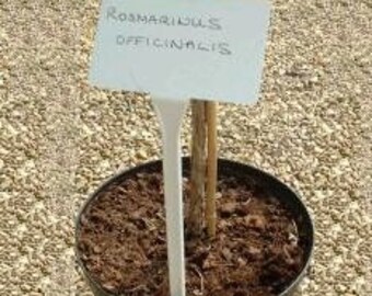 Pode incluir: Uma etiqueta de planta branca com o texto "Rosmarinus officinalis" em um vaso marrom com terra. A etiqueta da planta está presa a um bastão de madeira.