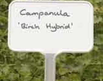 Pode incluir: Marcador de planta de plástico branco com texto escrito à mão em preto que diz "Campanula 'Birch Hybrid'".