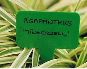 Pode incluir: Etiqueta de planta verde com letras brancas que diz "AGAPANTHUS 'TINKERBELL'".