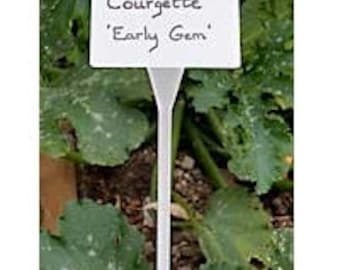 Pode incluir: Marcador de planta de plástico branco com o texto "Courgette 'Early Gem'" escrito nele.