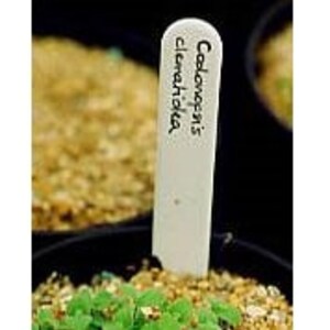 May include: White plant label with the text "Codonopsis clematidea" written in black marker.