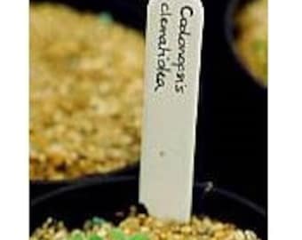 Può includere: Etichetta per piante bianca con il testo "Codonopsis clematidea" scritto in nero.