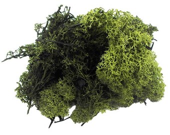 Pode incluir: Um monte de musgo verde preservado, perfeito para adicionar um toque de natureza a artesanato e decoração.