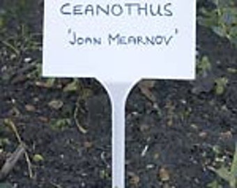 Pode incluir: Etiqueta de planta de plástico branco com o texto "CEANOTHUS 'John Mearnov'" escrito em tinta preta.