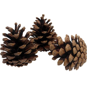 May include: Three brown pine cones of varying sizes. The cones are closed and have a rough, textured surface.