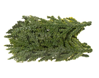 Pode incluir: Um ramo de ramos de cedro verdes, perfeito para adicionar um toque de verde à decoração da sua casa.